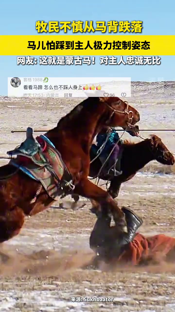 牧民不慎从马背跌落，马儿怕踩到主人极力控制姿态！