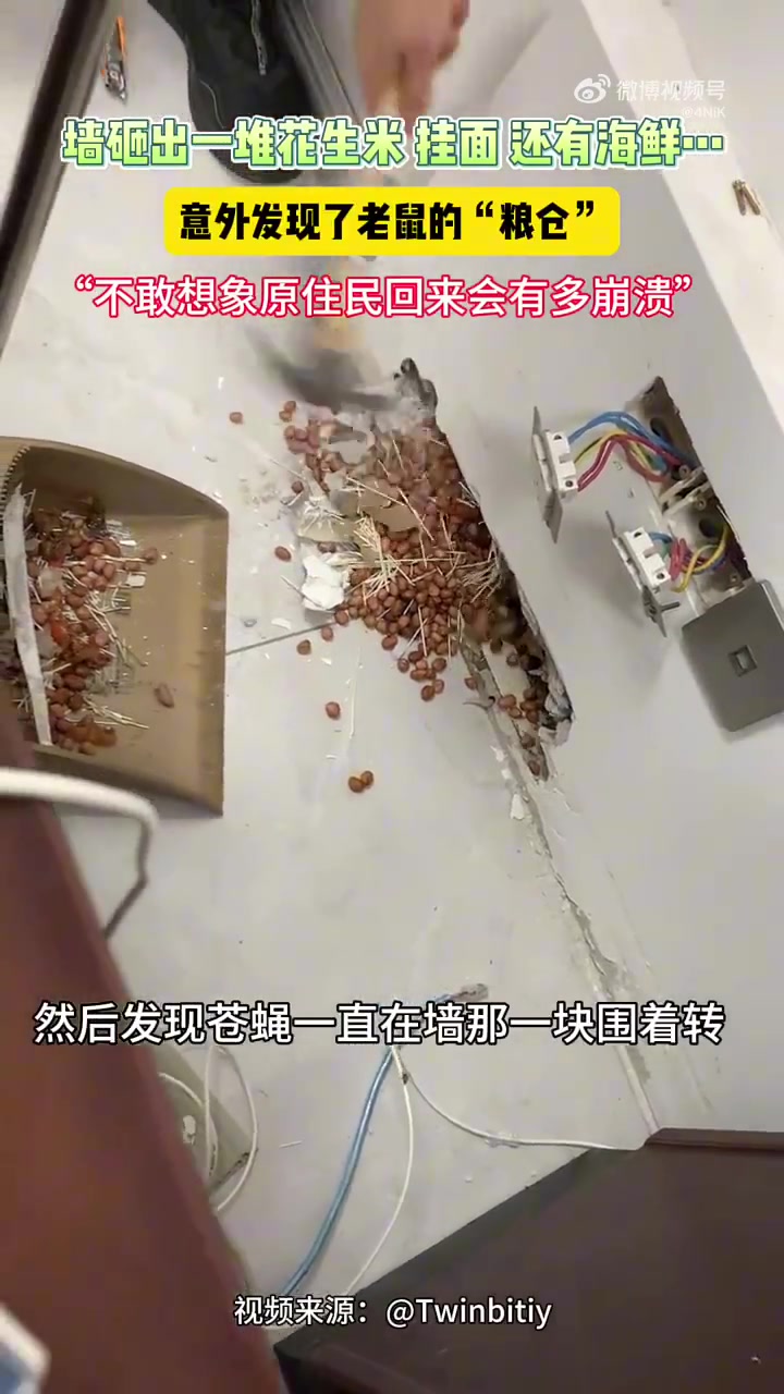 办公室有异味，网友砸开墙壁后意外发现老鼠“粮仓”