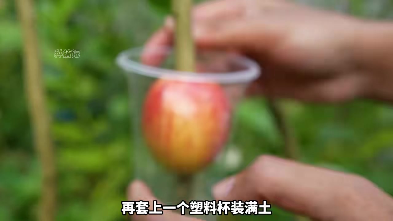 苹果套在柠檬枝条上，套一个塑料杯装满土，会发生什么