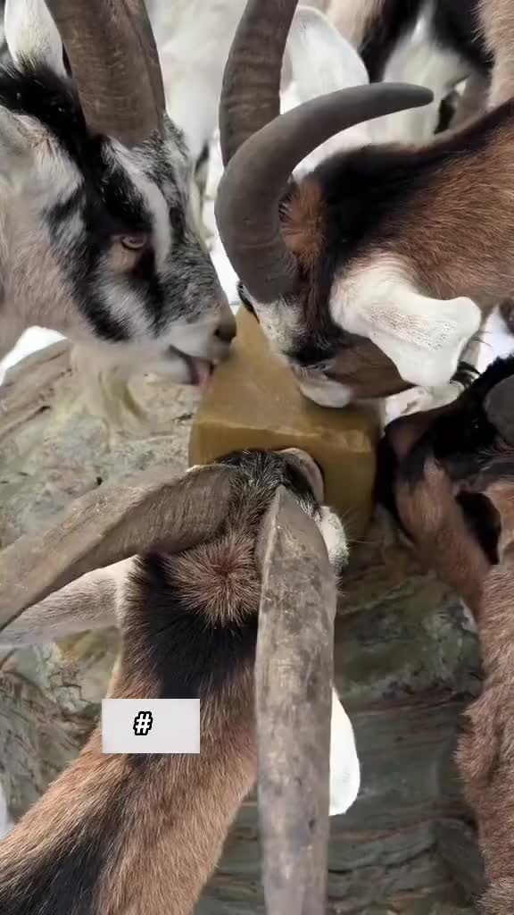 磨羊工磨羊工就这么来的呀