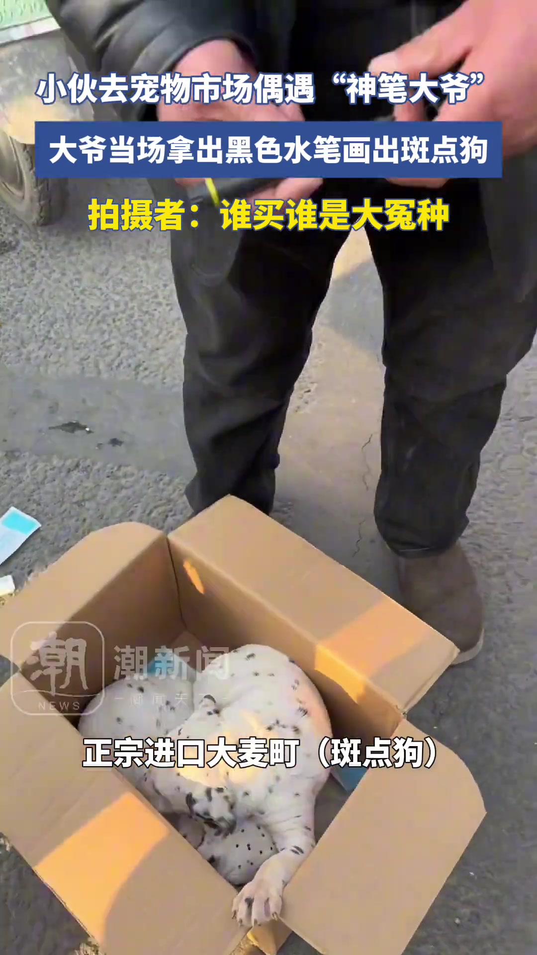 小伙去宠物市场偶遇“神笔大爷”