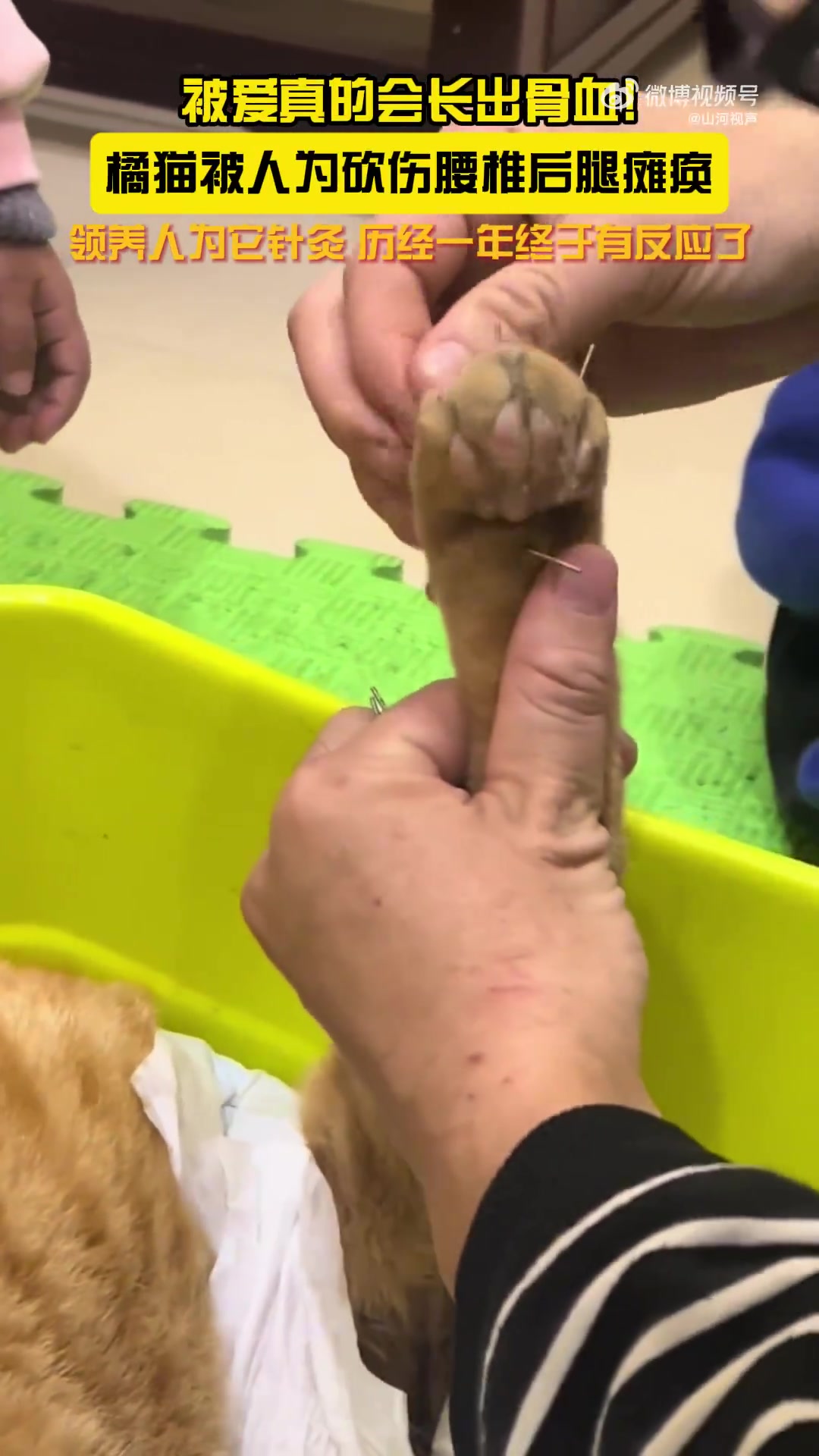 领养人为瘫痪小猫针灸一年终于开花了