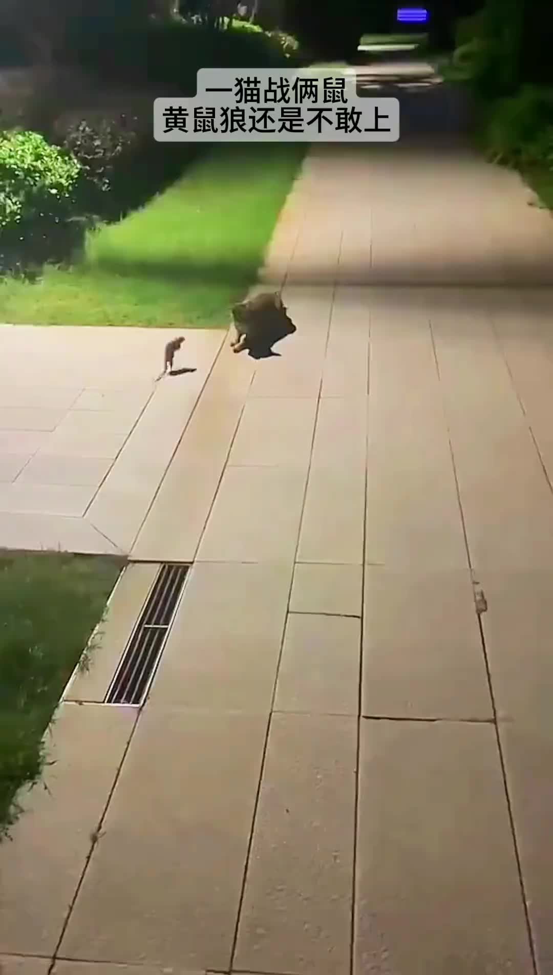 一猫战俩鼠，黄鼠狼不敢上