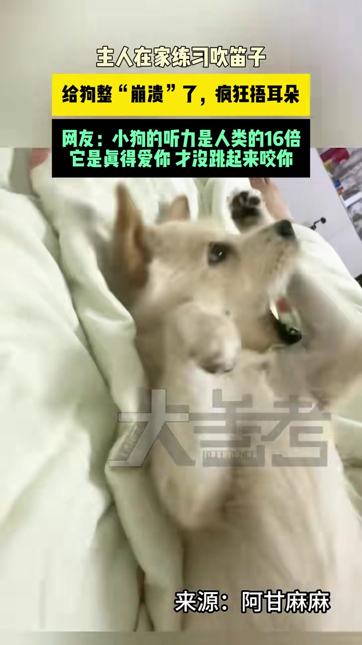 主人在家练习吹笛子，给狗整“崩溃”了，疯狂捂耳朵