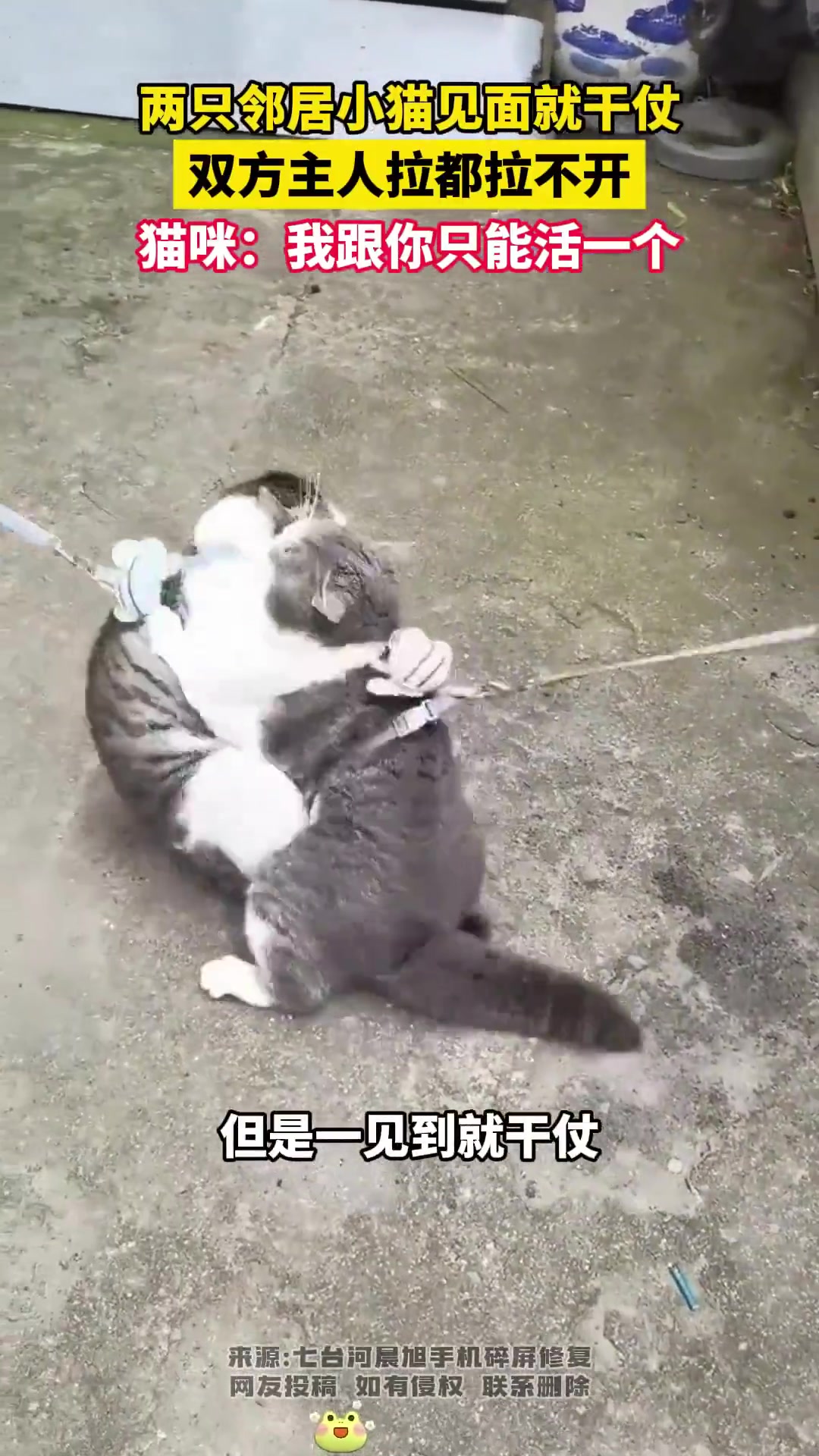 两只作为邻居的小猫一碰面就开打，双方的主人都拉不住