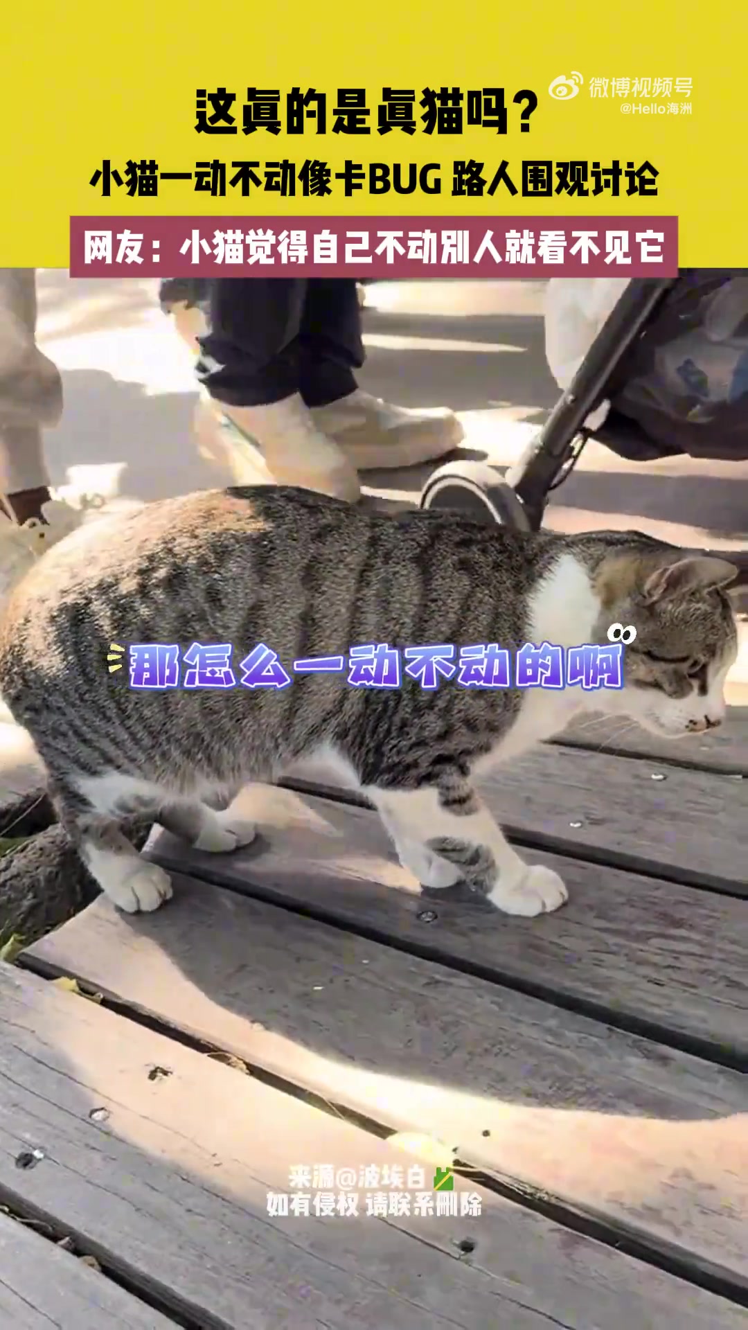 这真的是真猫吗小猫一动不动像卡BUG周围路人围观讨论
