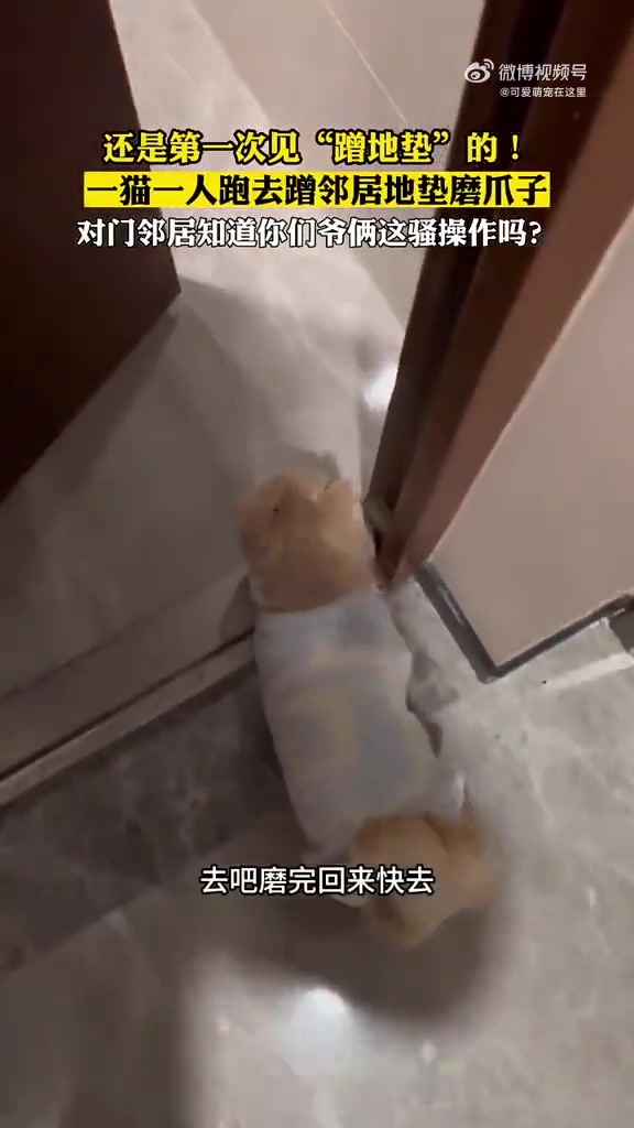 这样的猫孩子谁不爱养宠人的治愈谁懂啊