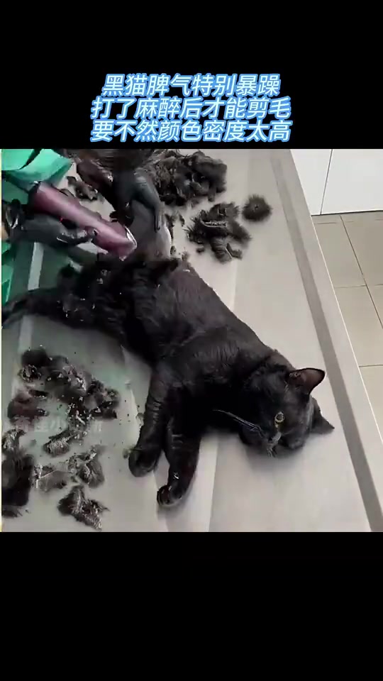 黑猫脾气特别暴躁，打了麻醉后才能剪毛，要不然颜色密度太高