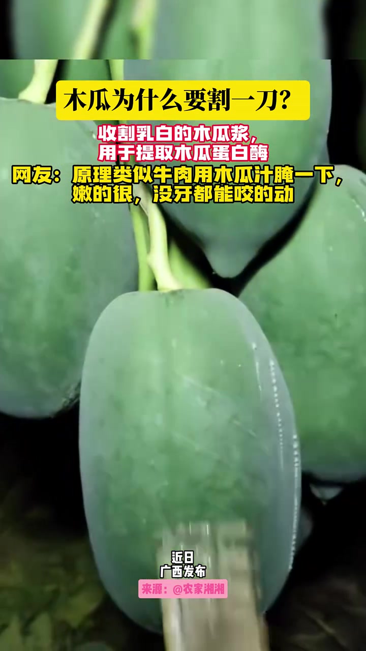 木瓜为什么要割一刀