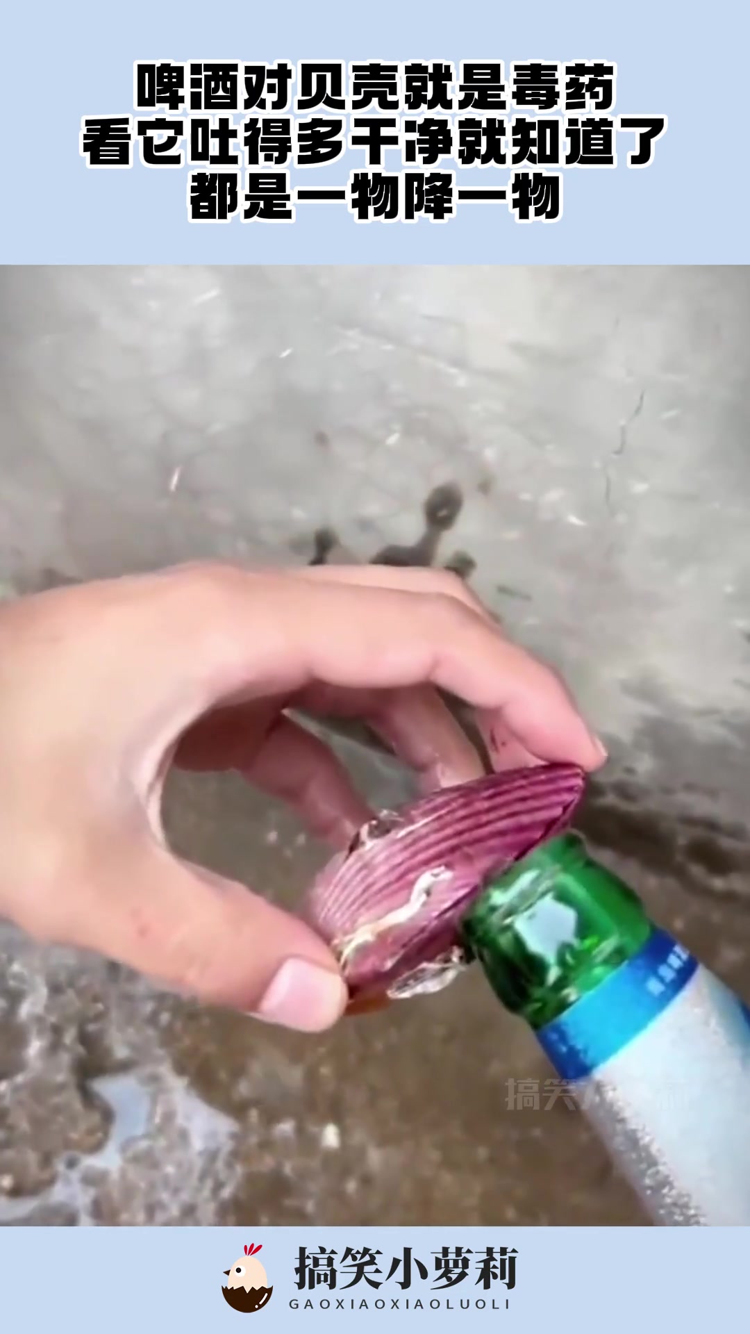 啤酒对贝壳就是毒药，看它吐得多干净就知道了，都是一物降一物！