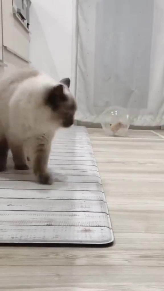 当仓鼠在猫咪面前有了保护罩之后，昂首挺胸追猫咪跑