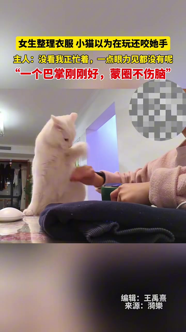 女生整理衣服，小猫以为在玩还咬她手，主人：没看我正忙着
