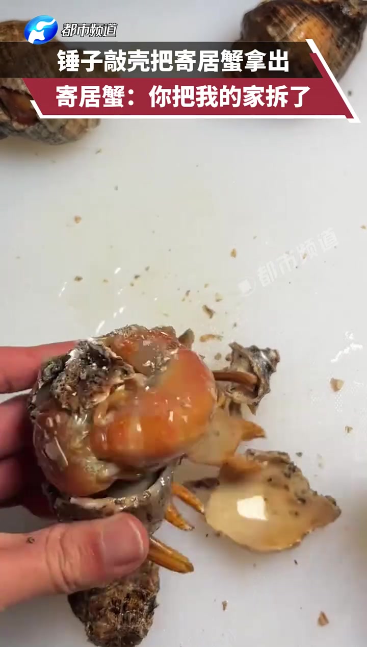 锤子敲壳把寄居蟹拿出，寄居蟹：你把我的家拆了