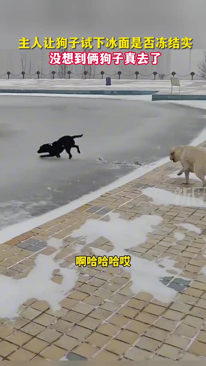 主人让狗子试下冰面是否冻结实，没想到俩狗子真去了