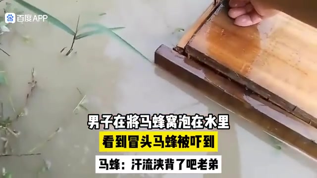 男子在将马蜂窝泡在水里看到冒头马蜂被吓到