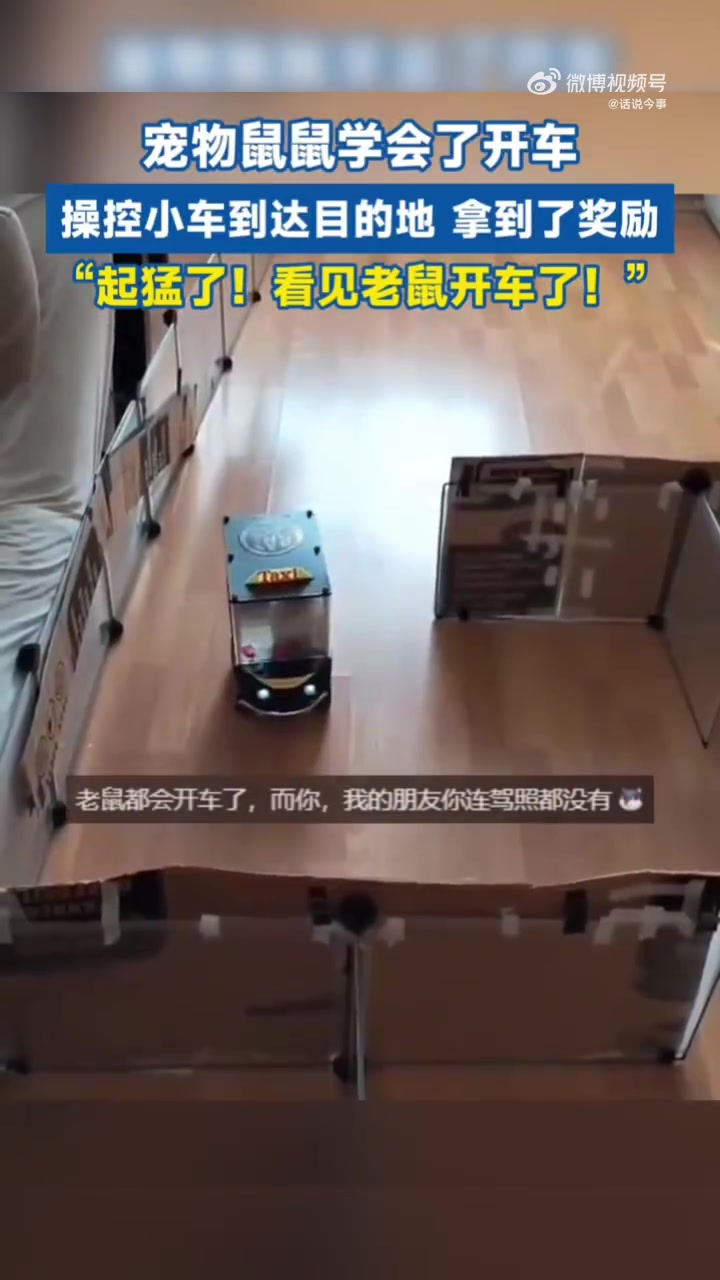 宠物鼠鼠学会了开车，操控小车到达目的地，拿到了奖励！
