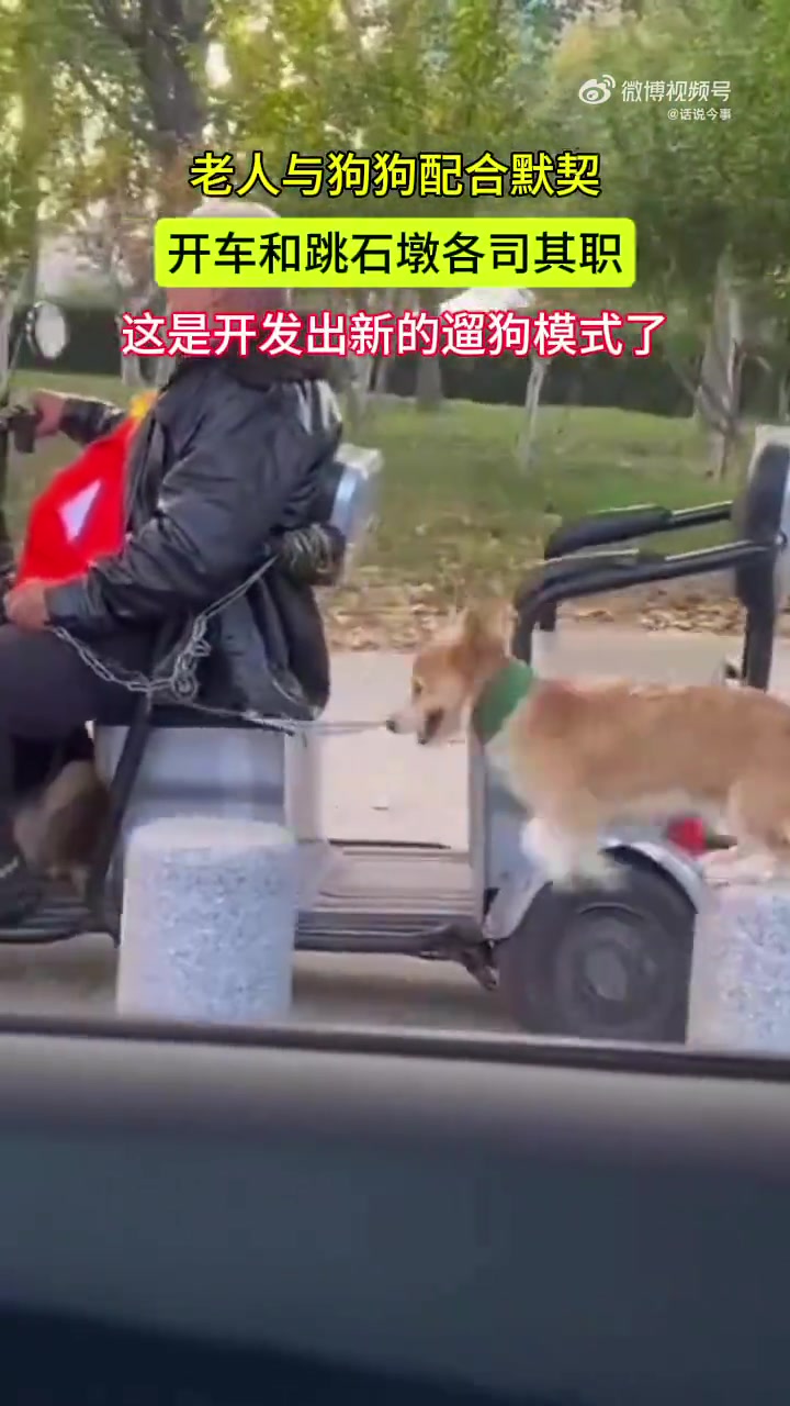 老人与狗狗配合默契，开车和跳石墩各司其职