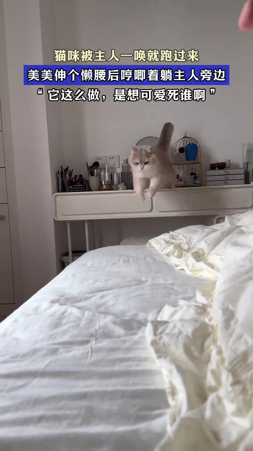 猫咪被主人一唤就跑过来，美美伸个懒腰后哼唧着躺主人旁边！