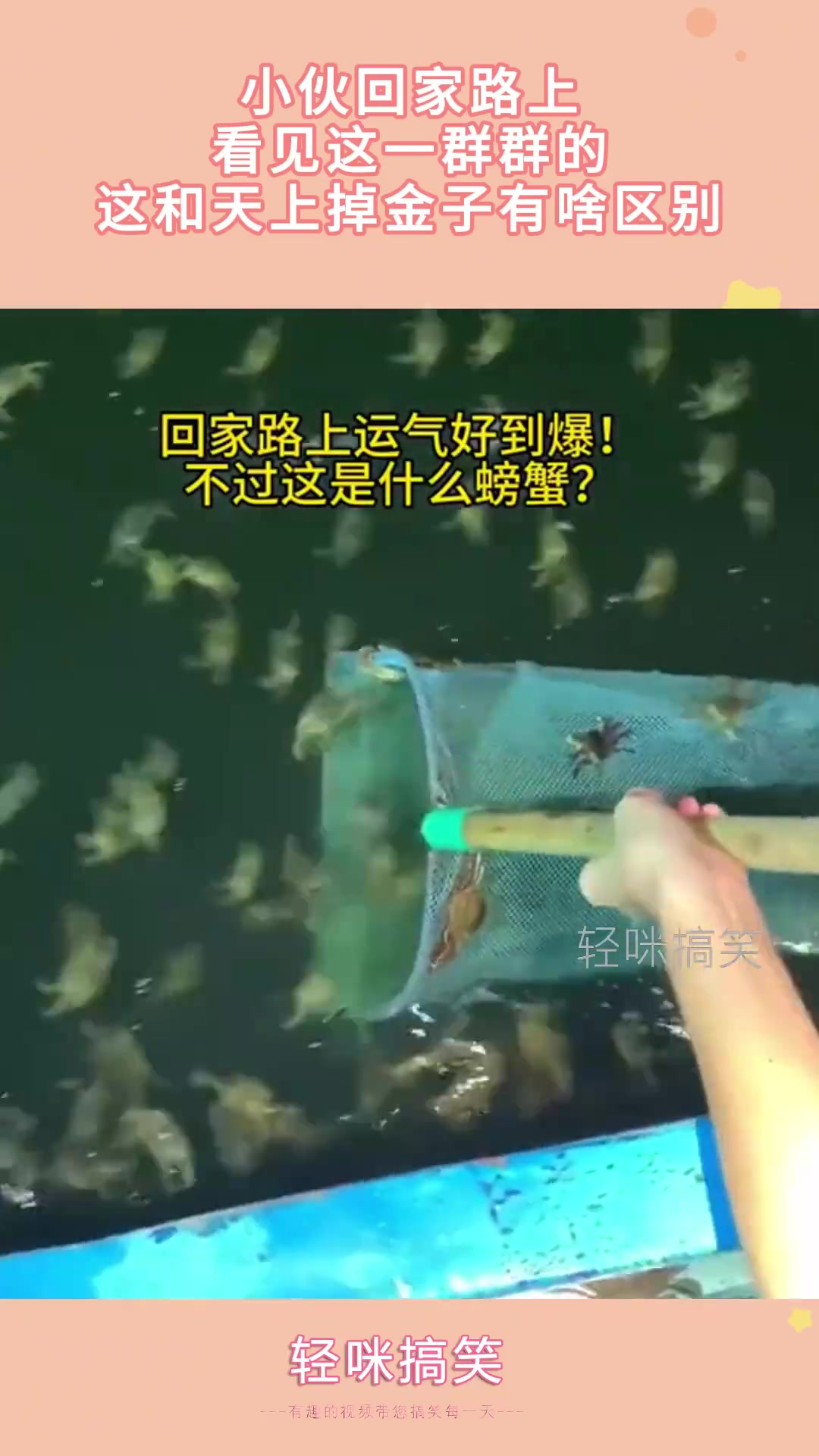 小伙回家路上，看见这一群群的，这和天上掉金子有啥区别