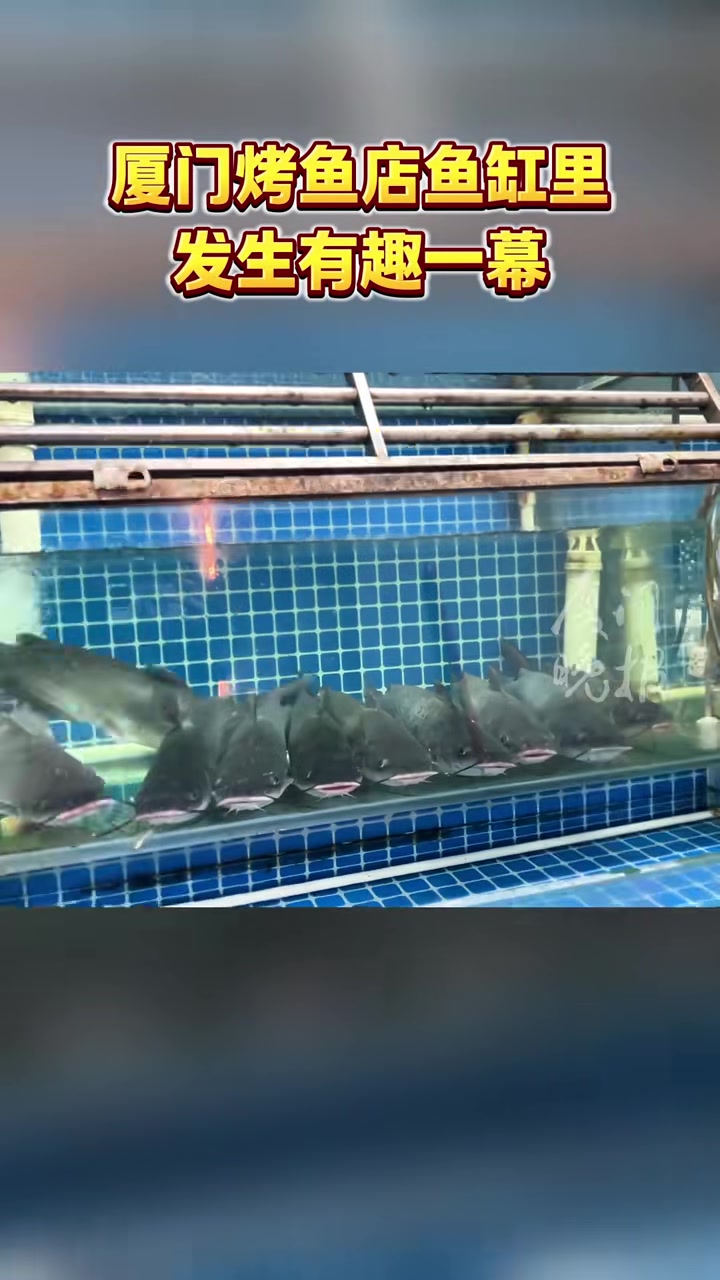 鱼：这样子能撑到过年吗