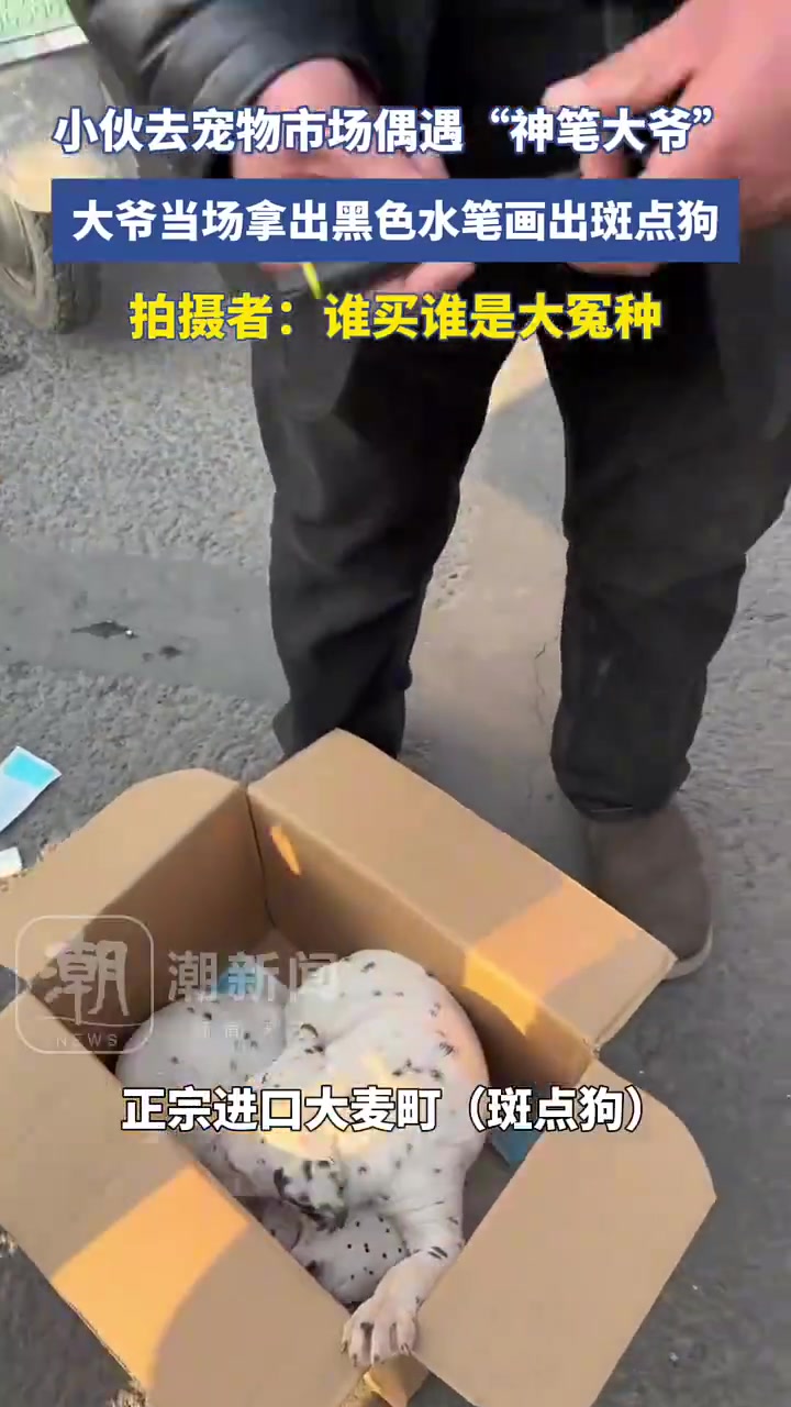 等大爷点完，告诉他你想要纯白的狗！