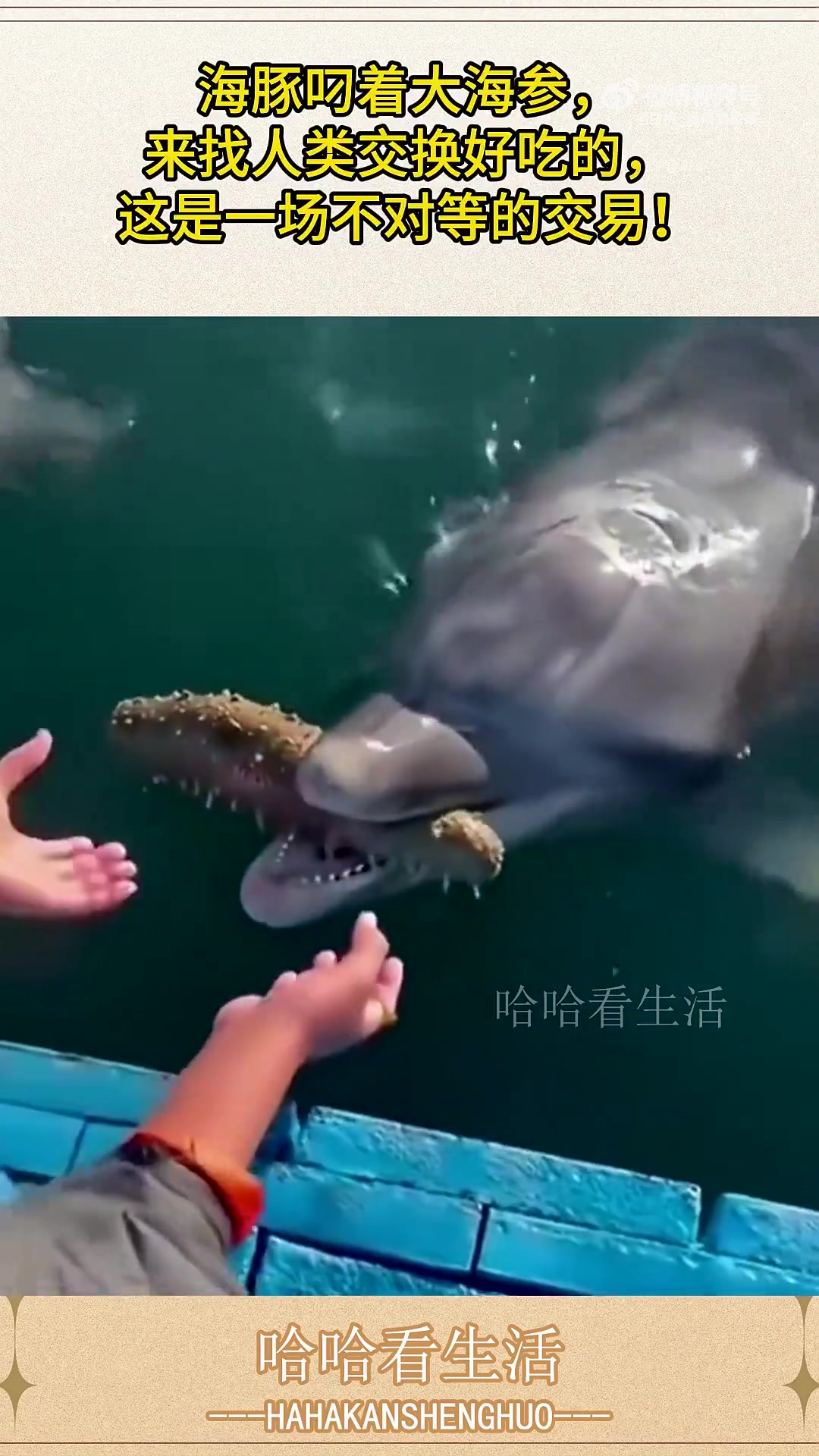 海豚叼着大海参，来找人类交换好吃的，这是一场不对等的交易！！