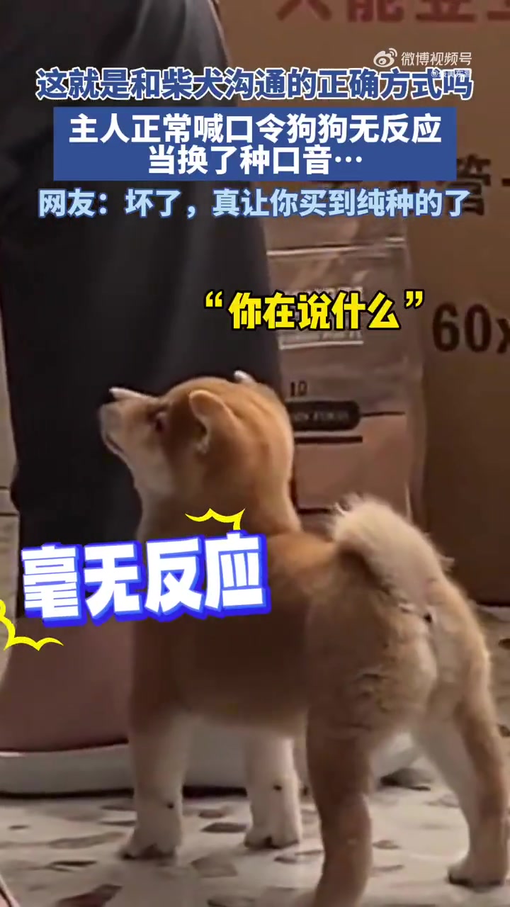 主人正常喊口令狗狗无反应，当换了种口音