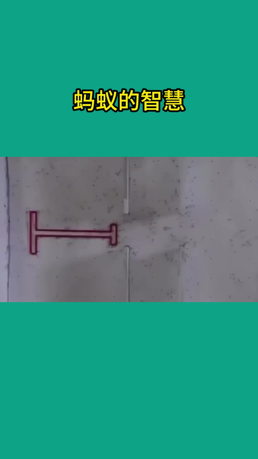 蚂蚁真的这么聪明吗