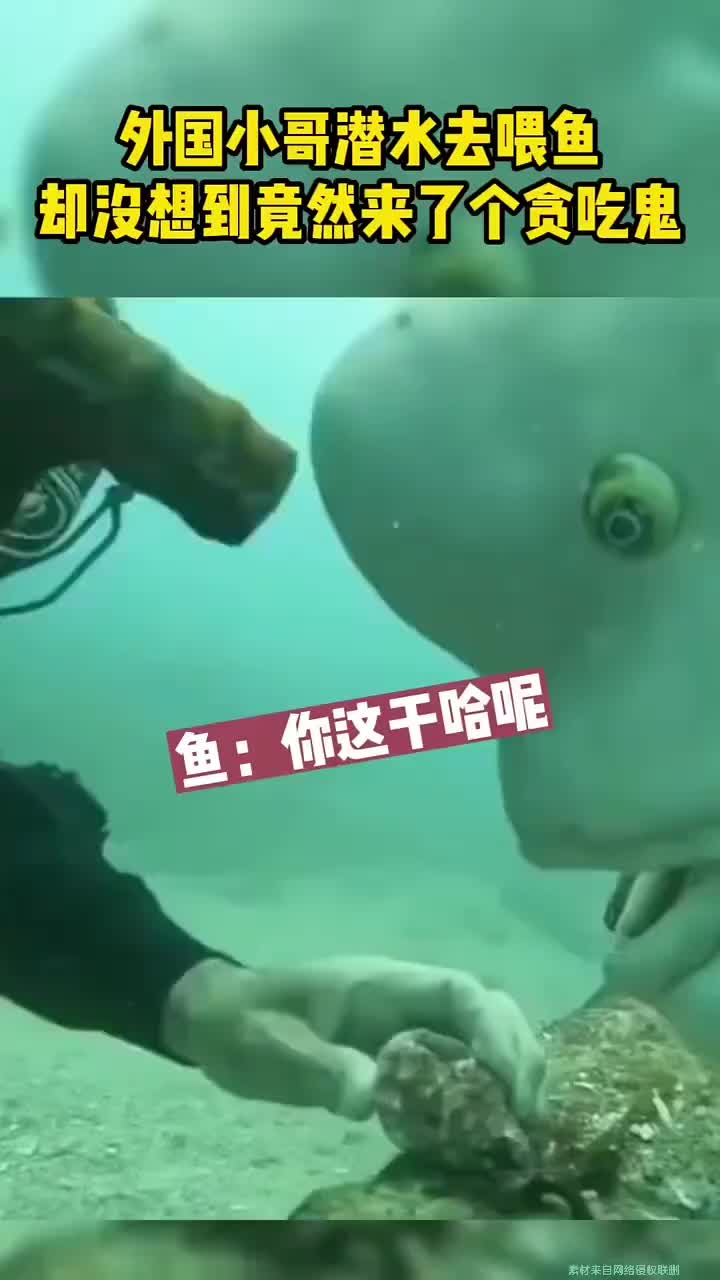 海里潜水，来了个寿星佬！