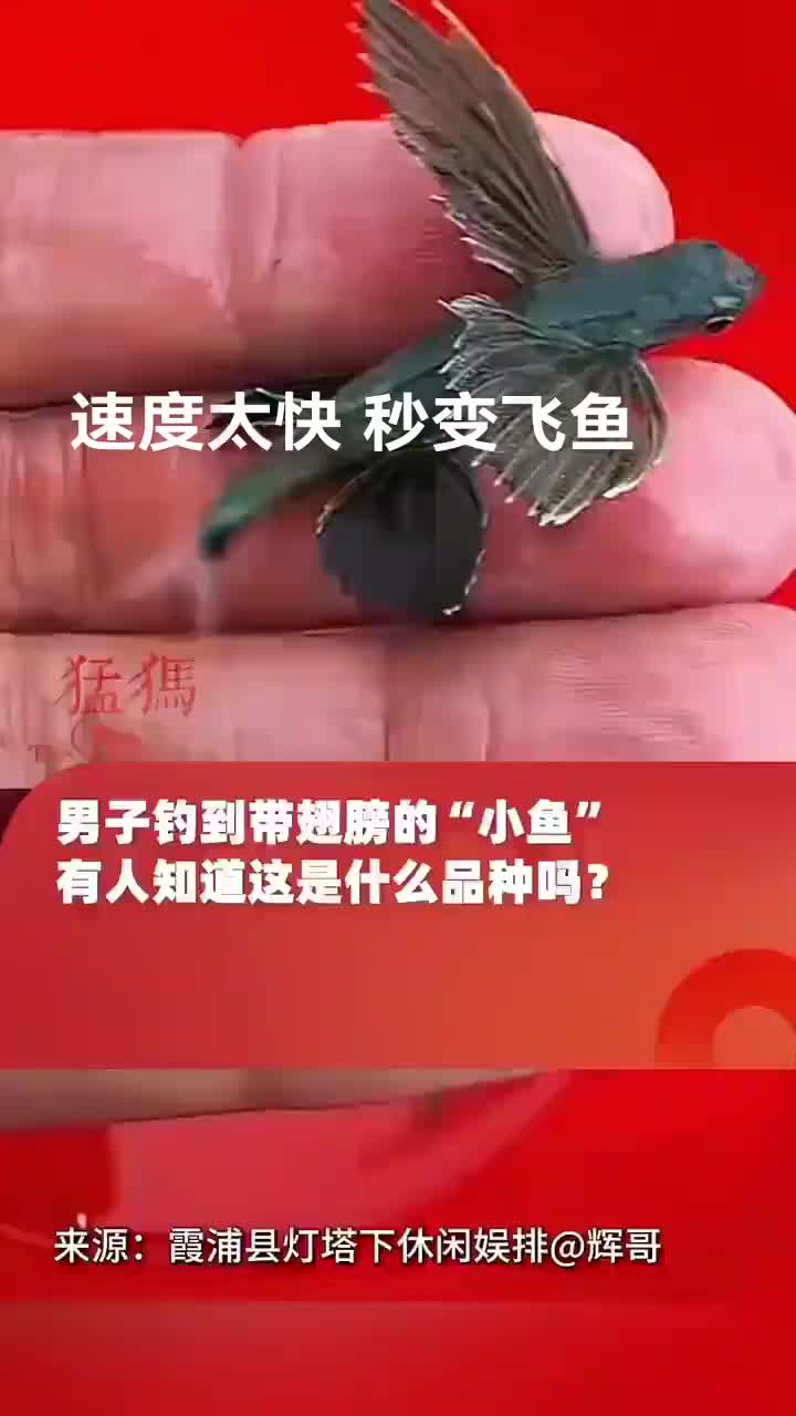 这鸟这么小的吗