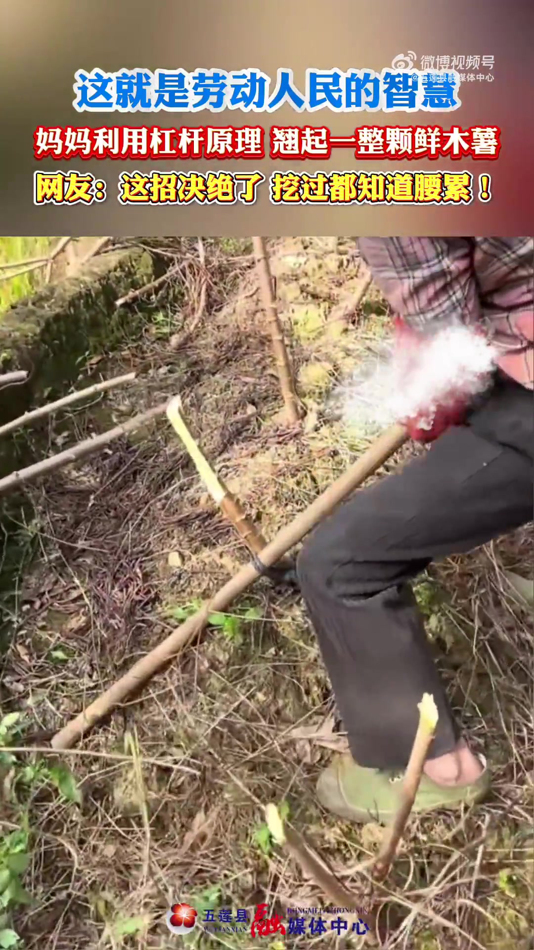 妈妈利用杠杆原理，翘起一整颗鲜木薯