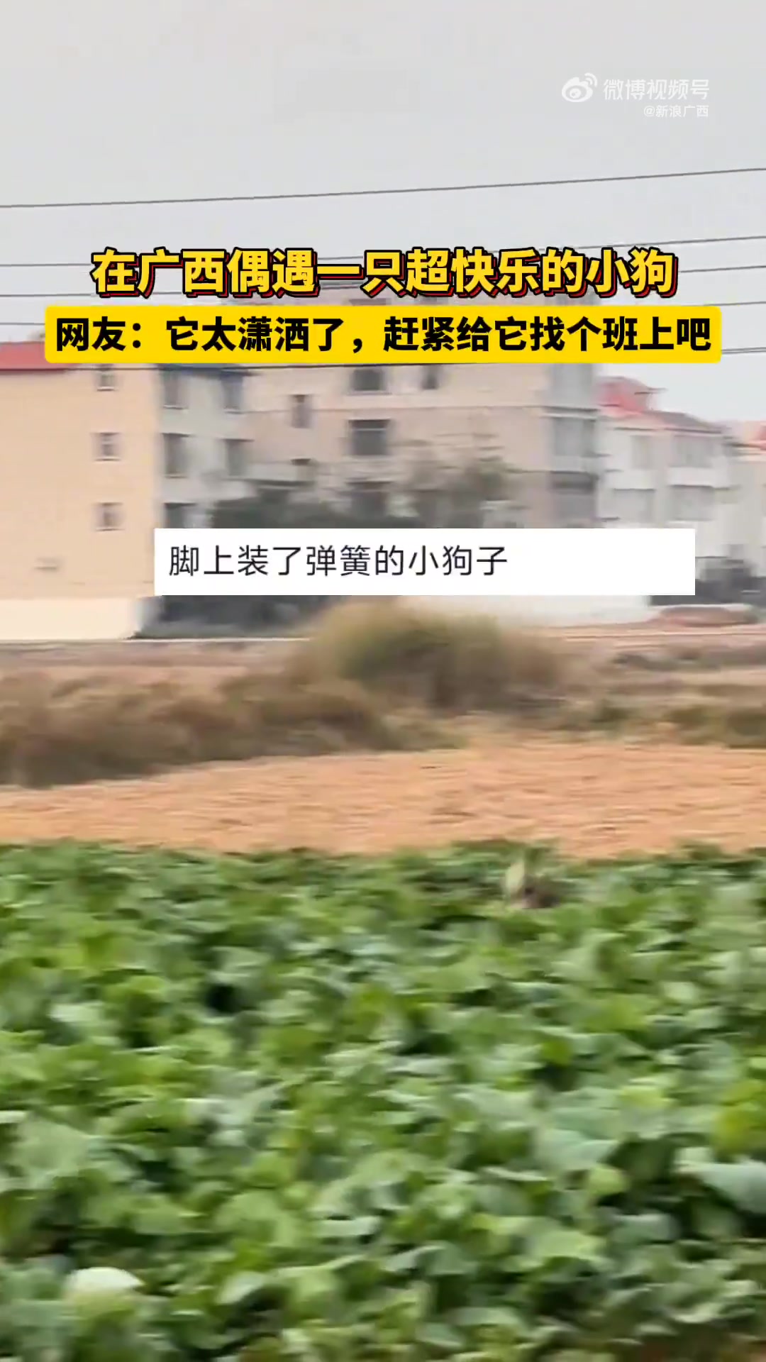 那么快乐的狗狗，看不下去了：它太潇酒了，赶紧给它找个班上吧！