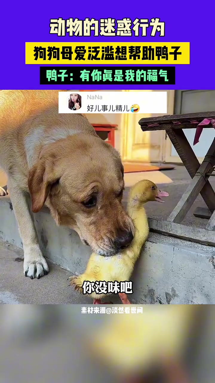 狗狗母爱泛滥想帮助鸭子，鸭子：有你真是我的福气