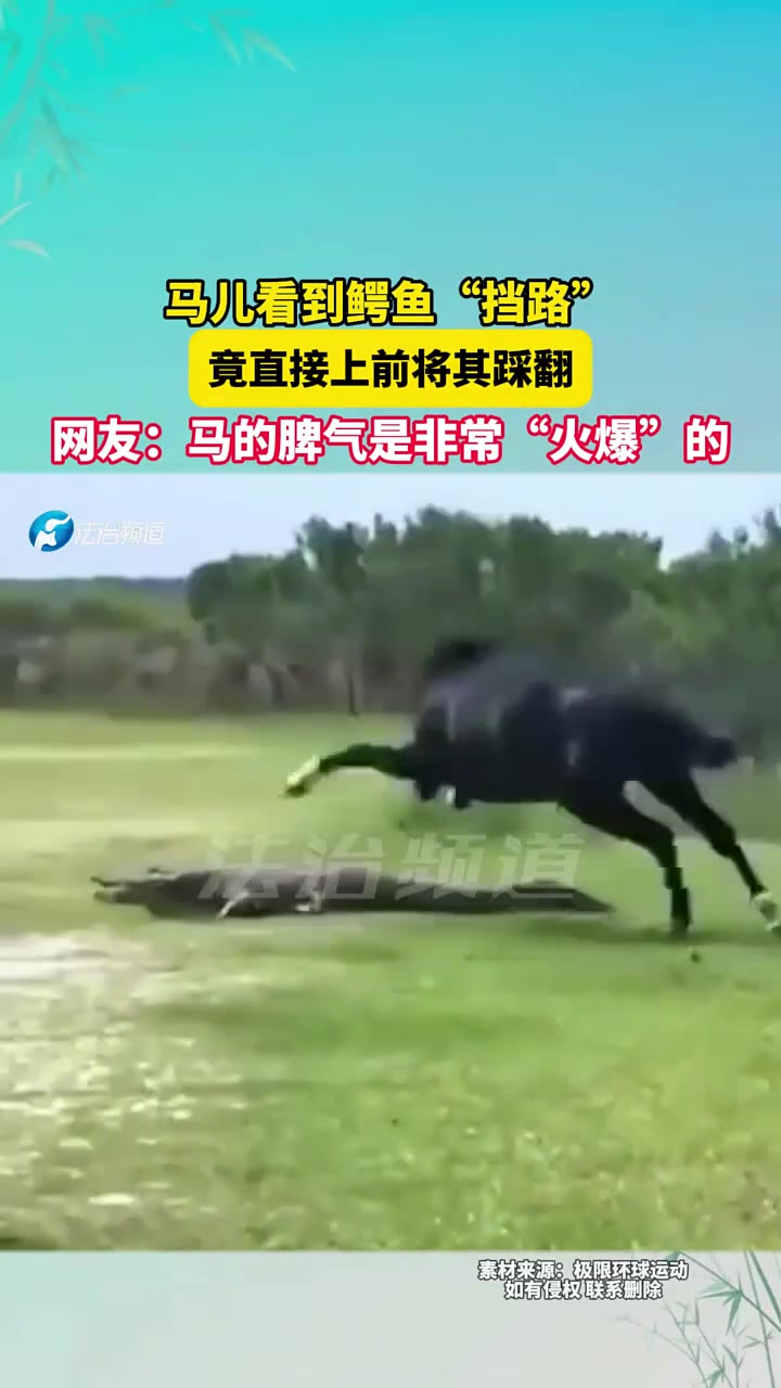 马儿看到鳄鱼“挡路”，竟直接上前将其踩翻！