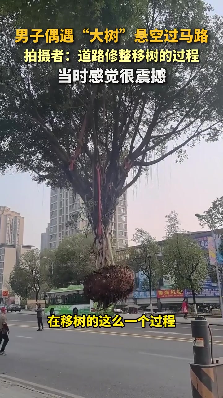 男子偶遇“大树”悬空过马路，拍摄者：道路修整移树的过程