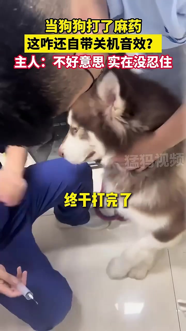 当狗狗打了麻药，还自带关机音效