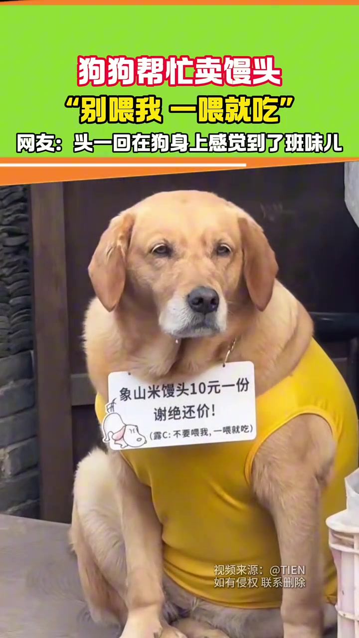 狗子帮忙卖馒头，一身班味儿