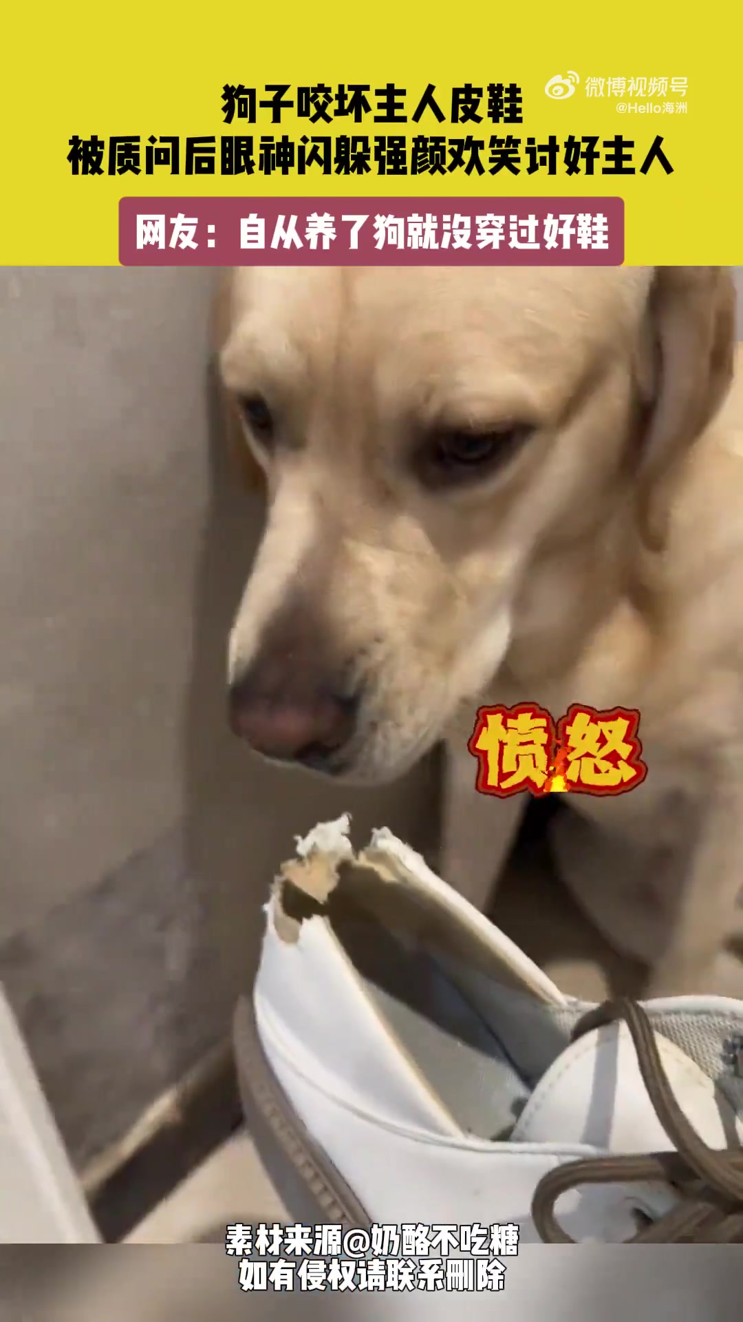 狗子咬坏主人皮鞋，被质问后眼神闪躲强颜欢笑讨好主人