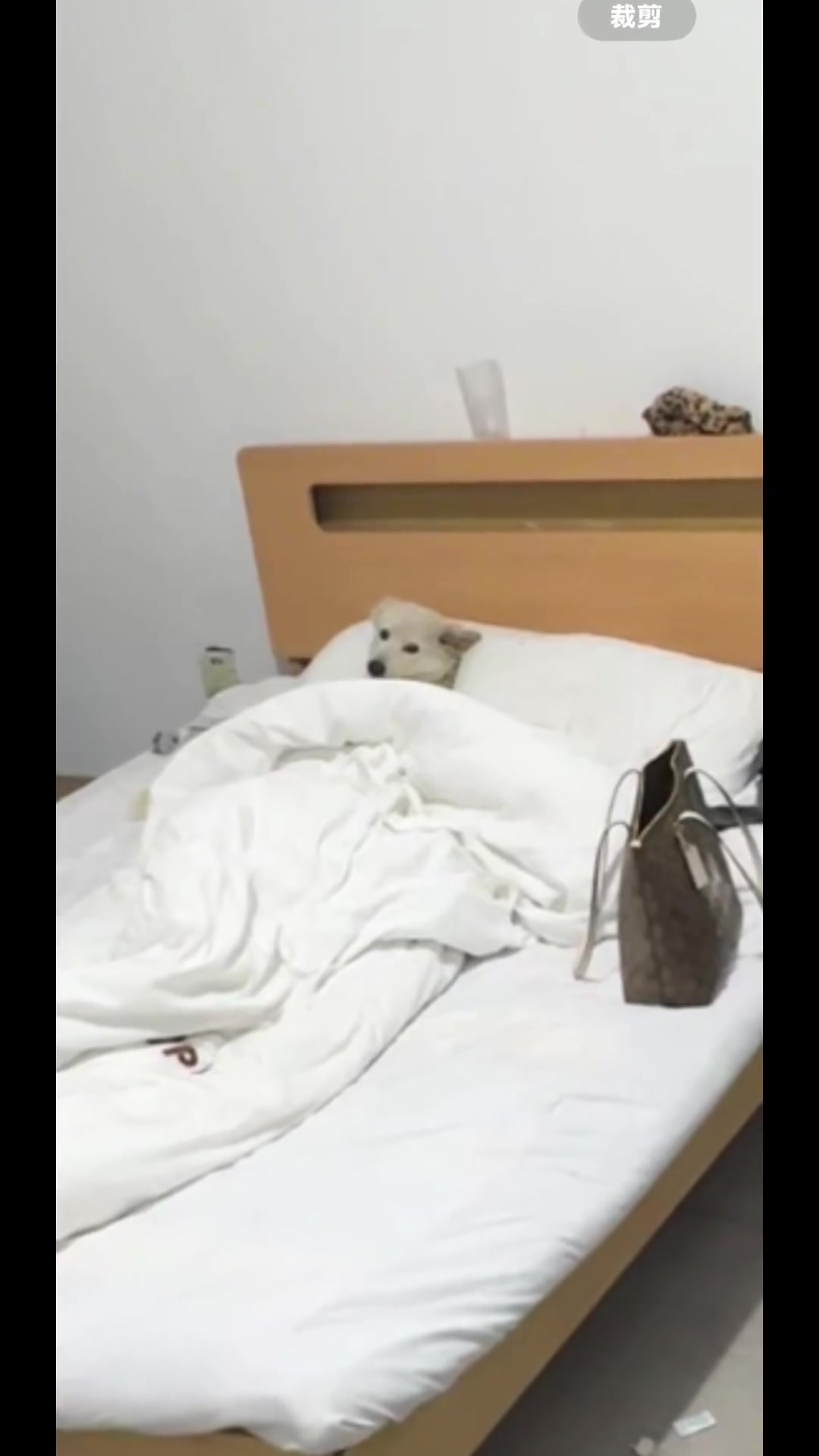 回家推开门发现被流浪狗偷家了