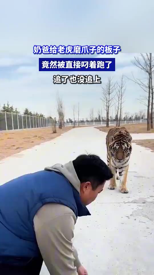 奶爸给老虎磨爪子的板子，竟然被直接叼着跑了，追了也没追上