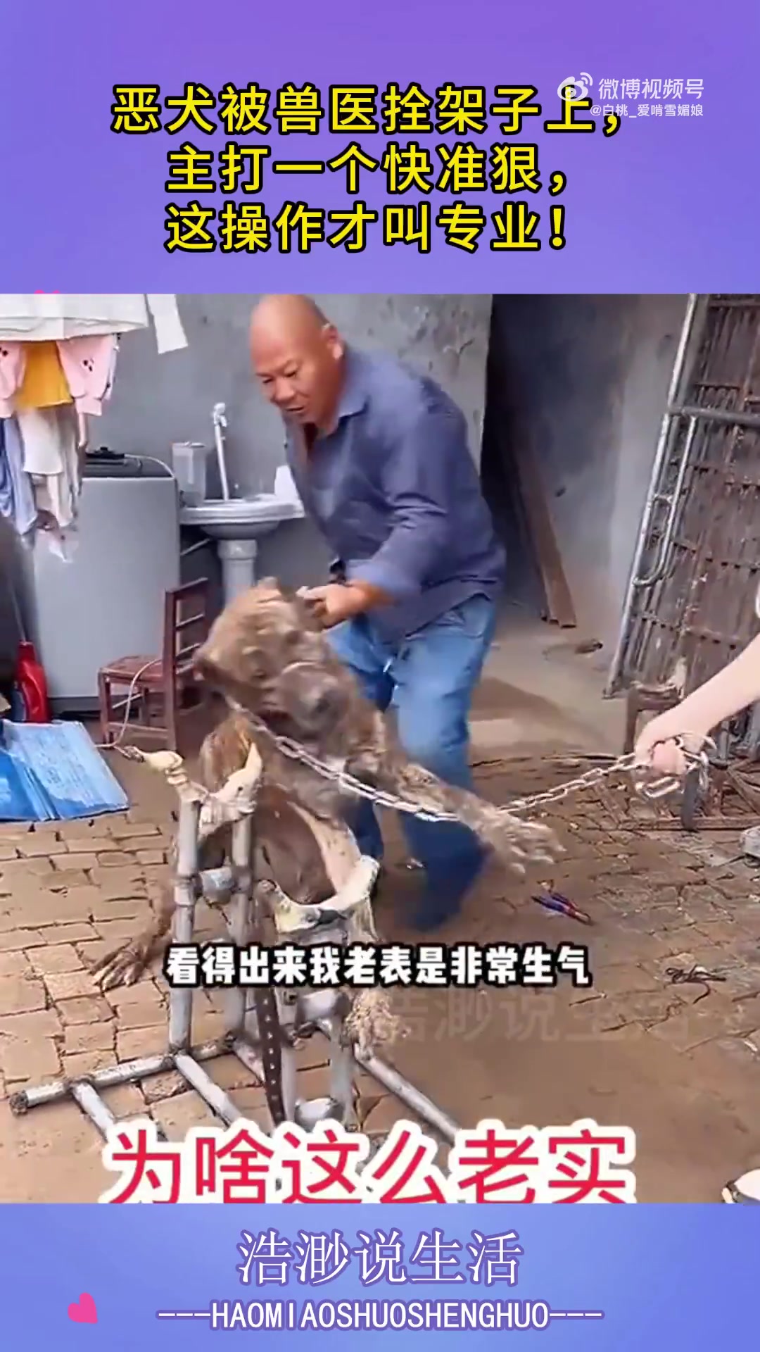 恶犬被兽医拴架子上，主打一个快准狠，这操作才叫专业！！