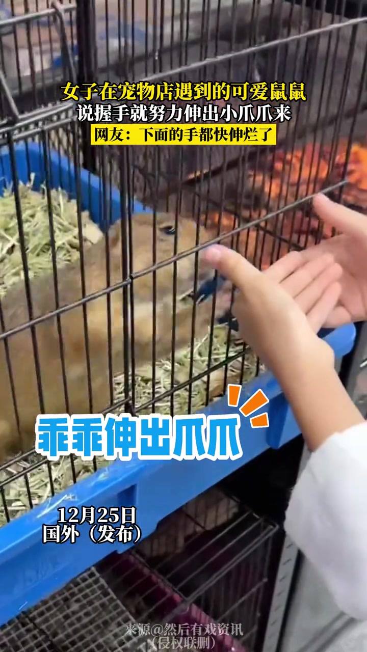 女子在宠物店遇到的可爱鼠鼠说握手就努力伸出小爪爪