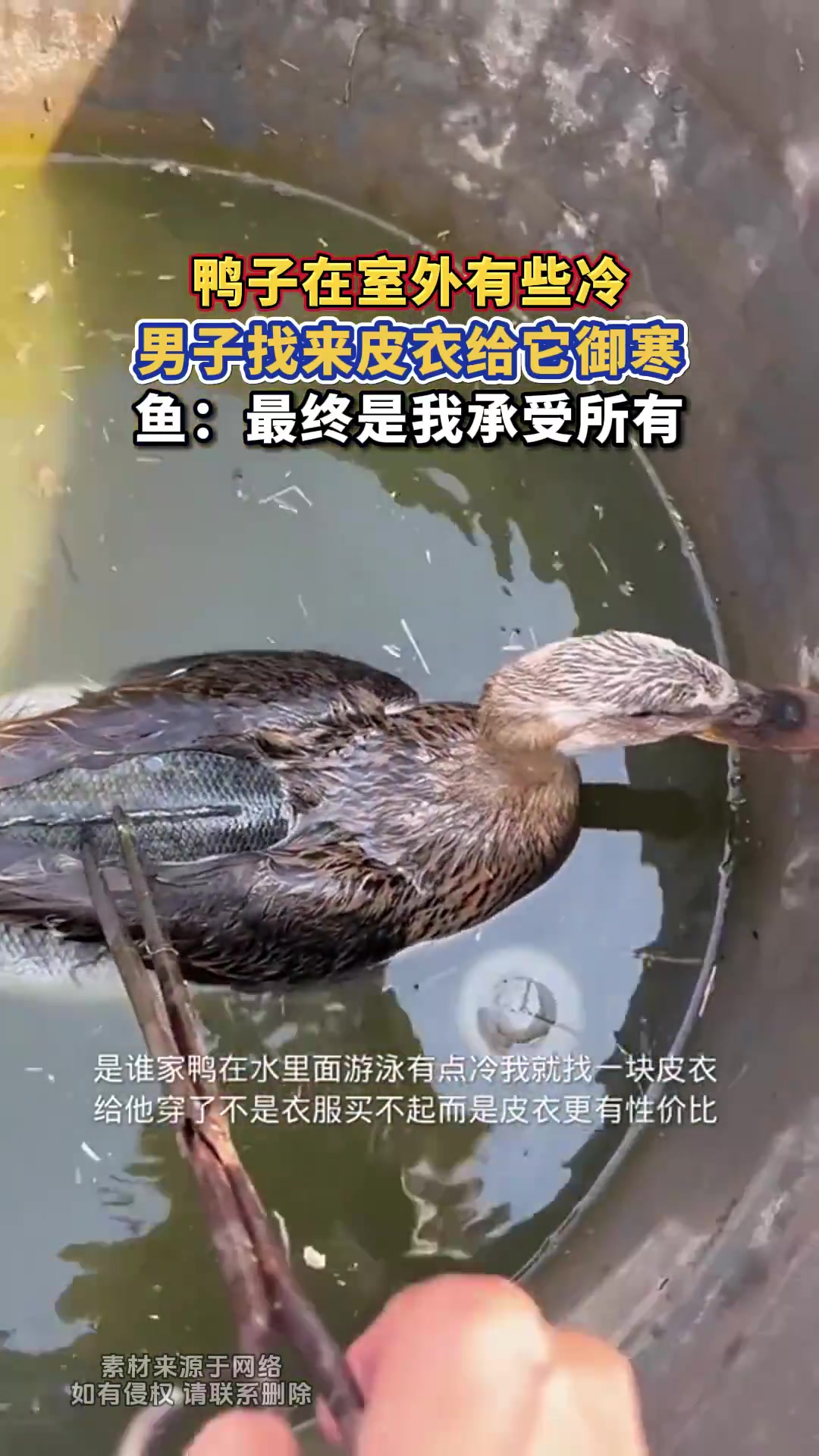 鸭子在室外有些冷，男子找来皮衣给它御寒