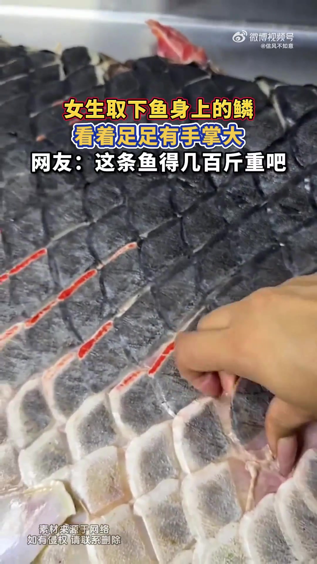 女生取下鱼身上的鳞，看着足足有手掌大