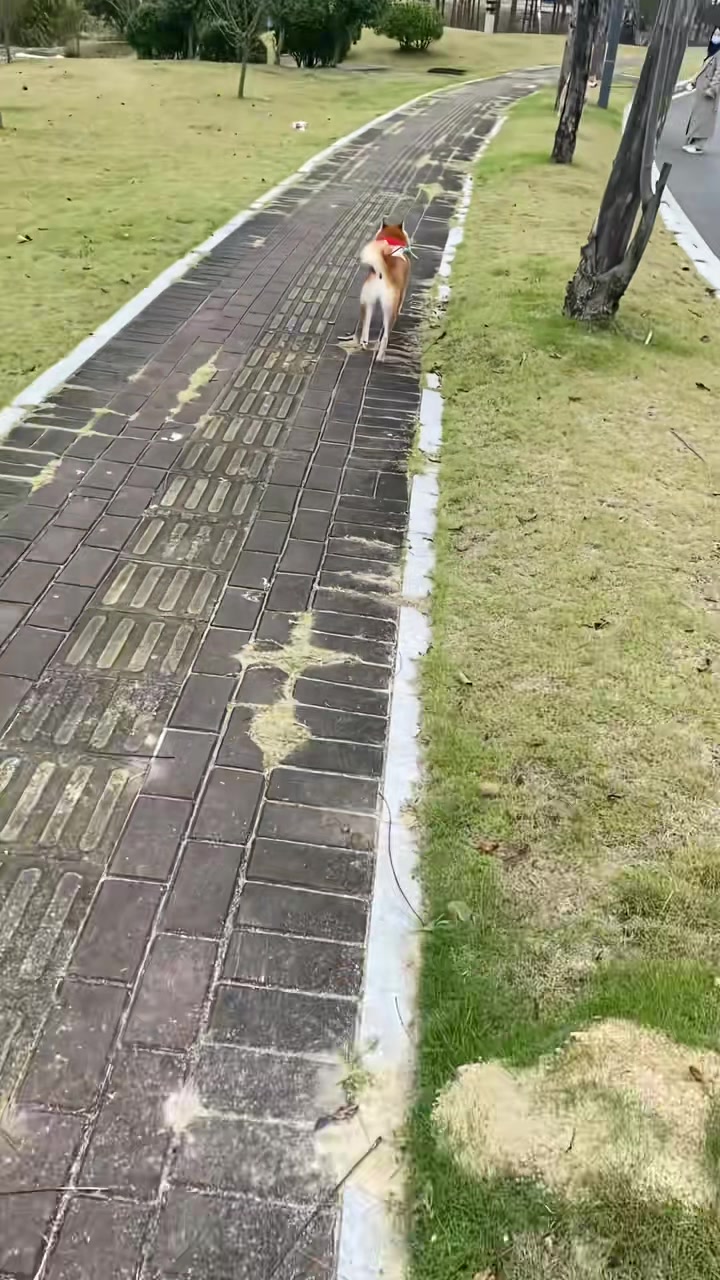 跑啊你不是很能跑吗