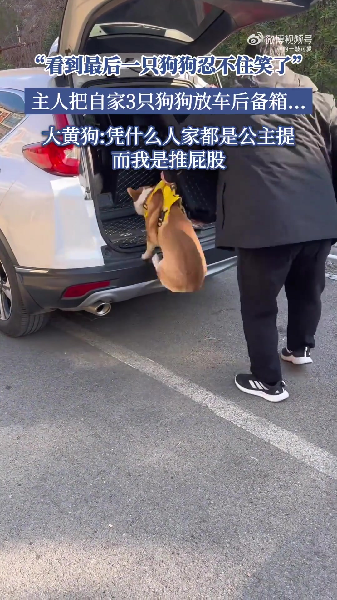 “看到最后一只狗忍不住笑了”，主人把自家3只狗狗放车后备箱