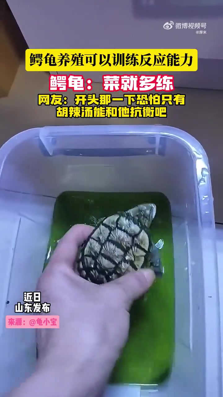 鳄龟养殖可以训练反应能力！