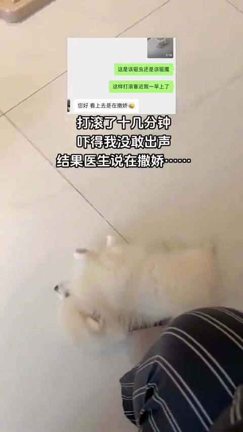 小狗打滚撒娇主人以为小狗中邪了，小狗：我恨你是块木头