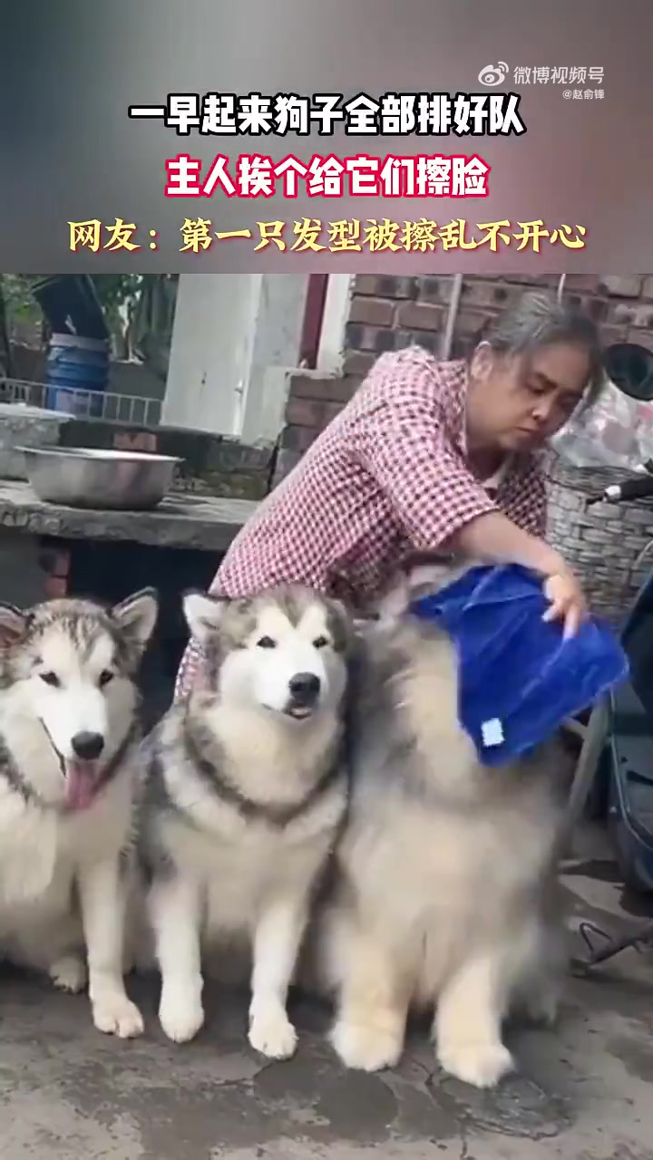 一早起来狗子全部排好队，主人挨个给它们擦脸
