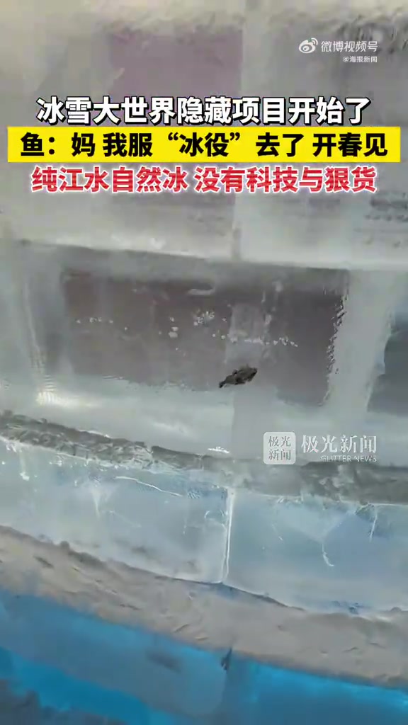 有游客在哈尔滨冰雪大世界发现了一只被冻在冰里的小鱼
